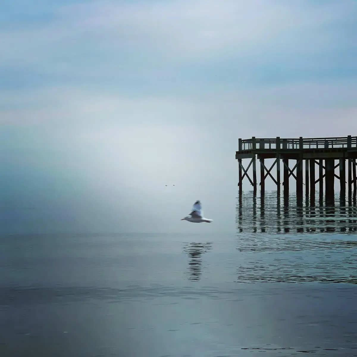 a bird flying over a body of water near a pier in Milford Connecticut
